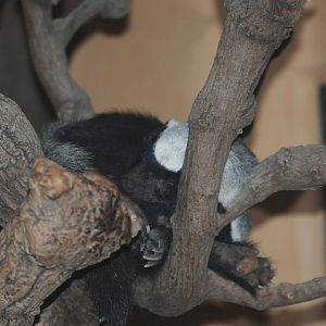 Ratel at Prague, 25/08/12