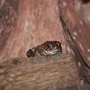 Karoo Toad at Prague, 25/08/12
