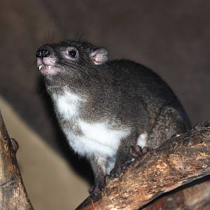 Southern Tree Hyrax at Prague, 25/08/12