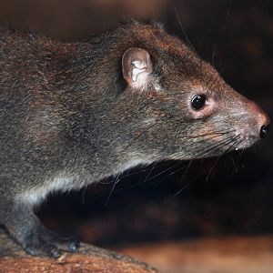 Southern Tree Hyrax at Prague, 25/08/12
