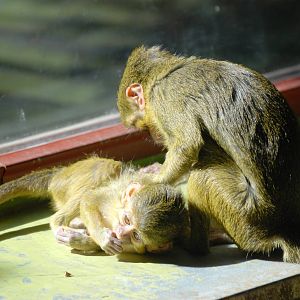 Northern Talapoins at Prague, 25/08/12