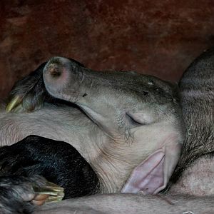 Extremely Relaxed Aardvark at Prague, 25/08/12