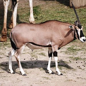 Beisa Oryx at Prague, 25/08/12