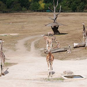 Rothschild's Giraffes and Beisa Oryx at Prague, 25/08/12