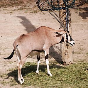 Beisa Oryx at Prague, 25/08/12