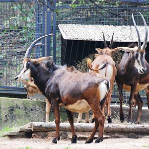 Southern Sable Antelope at Prague, 25/08/12