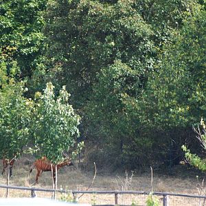 Bongo Paddock at Prague, 25/08/12