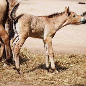 Przewalski's Horse Foal at Prague, 25/08/12