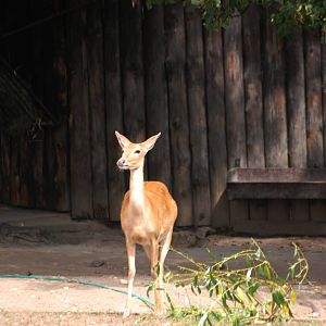 Burmese Brow-antlered Deer at Prague, 25/08/12