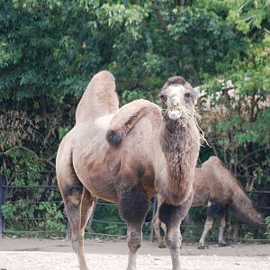 Domestic Bactrian Camel at Prague, 25/08/12