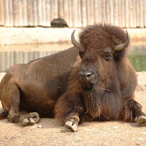 American Bison at Prague, 25/08/12