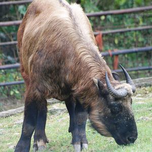 Mishmi Takin at Prague, 25/08/12