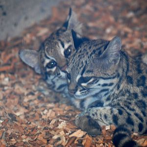 Oncillas at Prague, 25/08/12