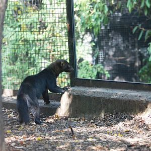 Tayra at Prague, 25/08/12