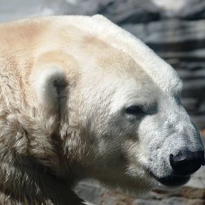 Polar Bear at Prague, 25/08/12