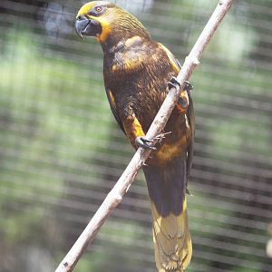 Duivenbode's Lory at Prague, 25/08/12