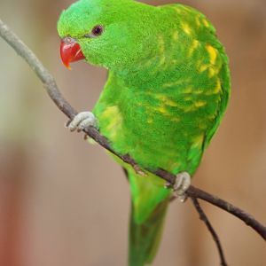 Scaly-breasted Lorikeet at Prague, 25/08/12