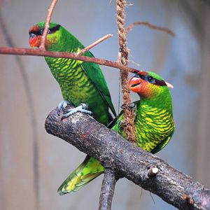 Mount Apo Lorikeets at Prague, 25/08/12