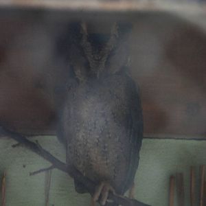 Philippine Scops Owl at Prague, 25/08/12