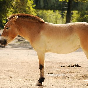 Przewalski horse at Cologne