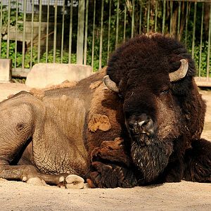 Plains buffalo at Cologne