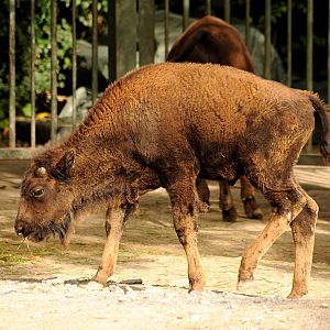 Young Plains buffalo at Cologne Zoo