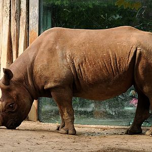 Male Eastern black rhino at Cologne