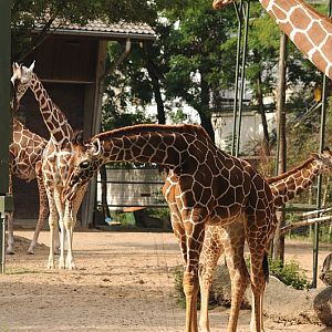 Reticulated giraffes at Cologne