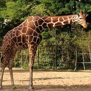 Reticulated giraffe bull at Cologne