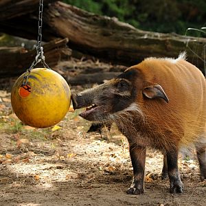Red river hog male at Cologne