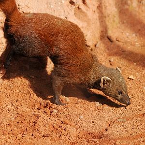 Eastern ring-tailed mongoose at Cologne