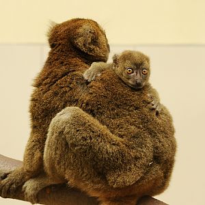Greater bamboo lemur with offspring at Cologne