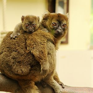 Greater bamboo lemur with offspring at Cologne
