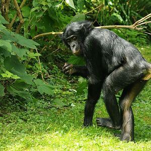 Bonobo at Cologne