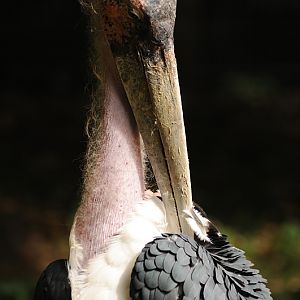 Marabou stork at Cologne