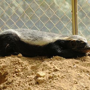 South African Ratel at Cologne