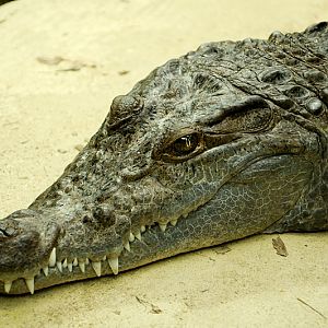 Philippine crocodile male at Cologne