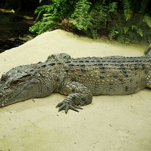 Philippine crocodile male at Cologne