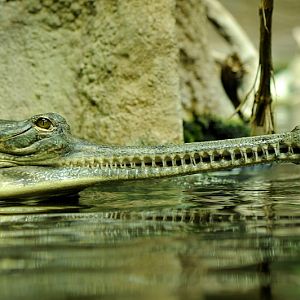 Gharial at Praha Zoo