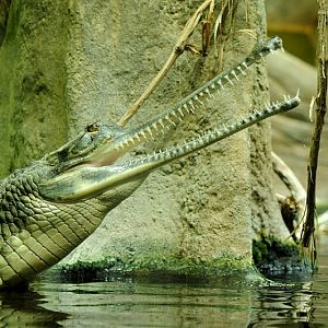 Gharial at Praha Zoo