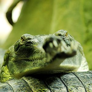 Gharial at Praha Zoo