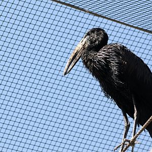 African open-billed stork at Praha Zoo