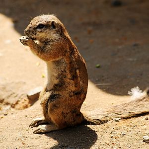 Cape ground squirrel at Praha Zoo
