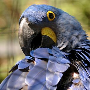 Hyacinth macaw at Praha Zoo