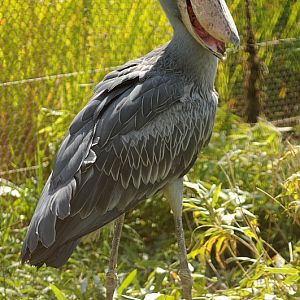 Shoebill at Praha Zoo