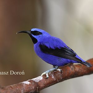 Shining Honeycreeper (Cyanerpes lucidus) male