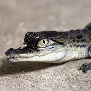 Baby Saltwater Crocodile.