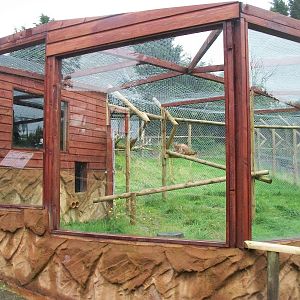 Caracal exhibit 12th September 2012