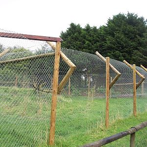 Caracal exhibit 12th September 2012