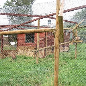 Caracal exhibit 12th September 2012